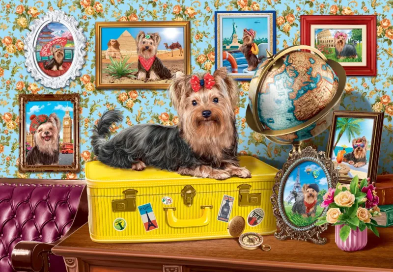 Yorkshire Terrier Puppy