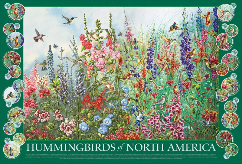 Hummingbirds of North America