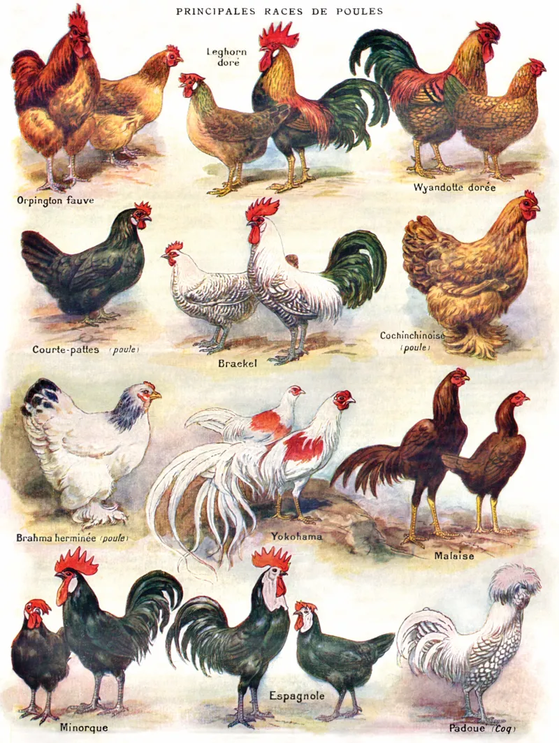 XXL Teile - Poules - Poultry