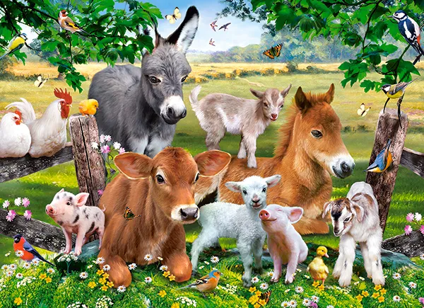 On the Farm