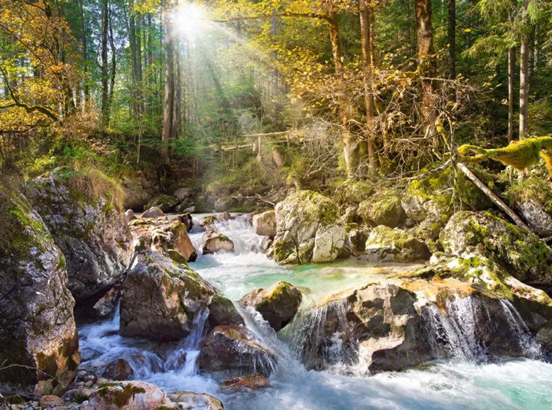 Der Waldbach