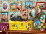 Yorkshire Terrier Puppy