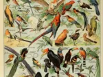 Abbildung aus dem Larousse pour Tous: Vögel, 19. Jahrhundert