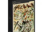 Abbildung aus dem Larousse pour Tous: Vögel, 19. Jahrhundert