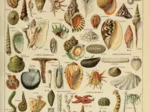 Abbildung aus dem Larousse pour Tous: Mollusken, 19. Jahrhundert