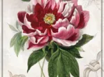 Botanic Collection - Peony