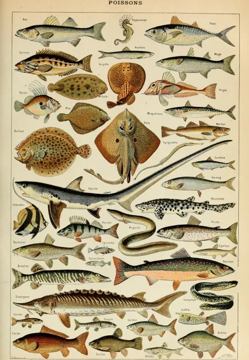 Illustration aus dem Larousse pour Tous : Fische, 19. Jahrhundert
