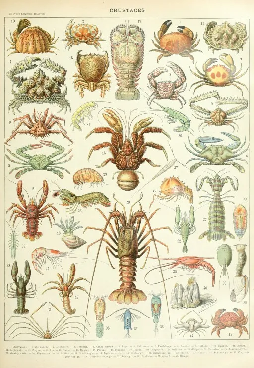 Illustration aus dem Larousse : Krebstiere