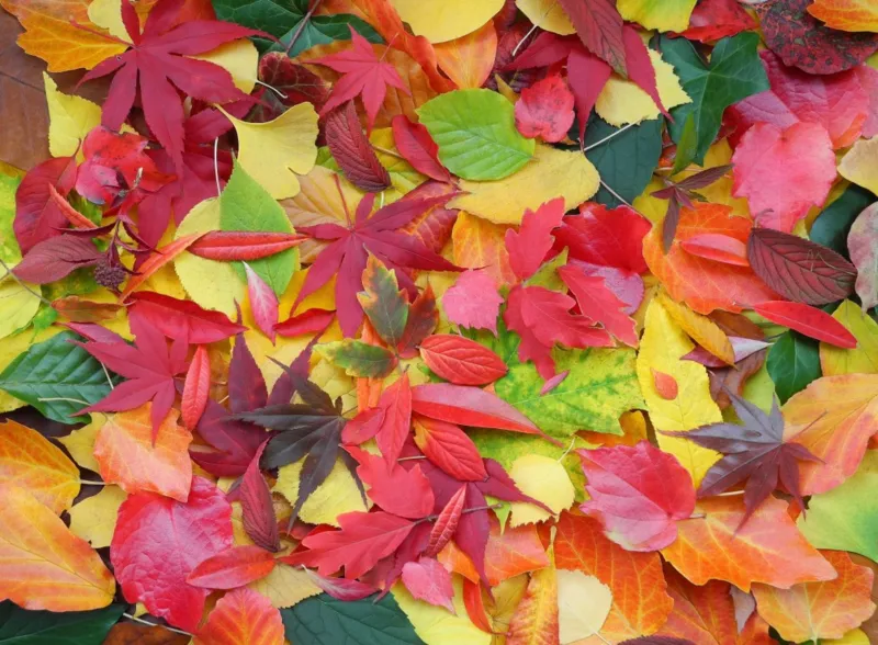 Herbst-Impressionen