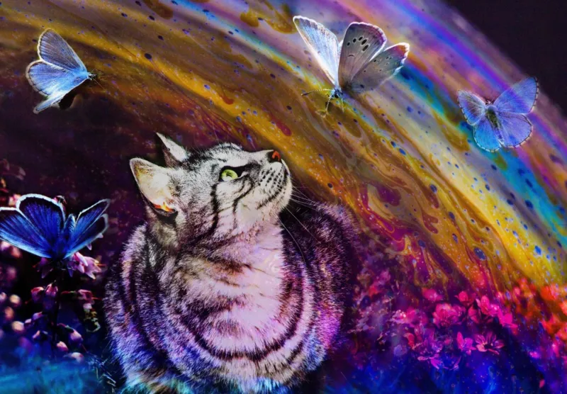 Katze und Schmetterlinge