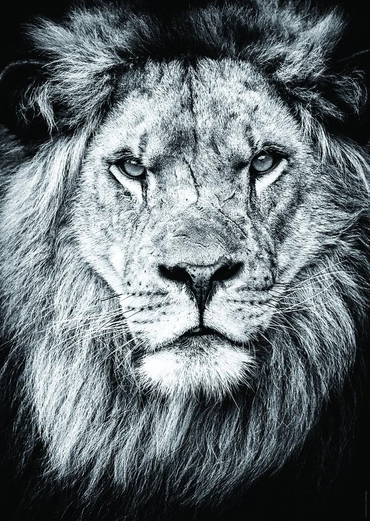 Königliches Porträt