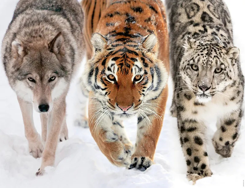 In die Wildnis
