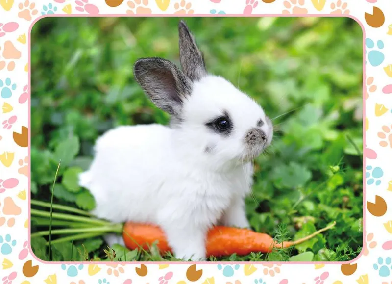 Little Bunny and His Carrot