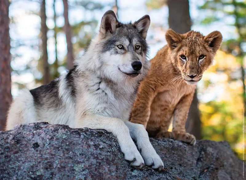 Der Wolf und der Löwe