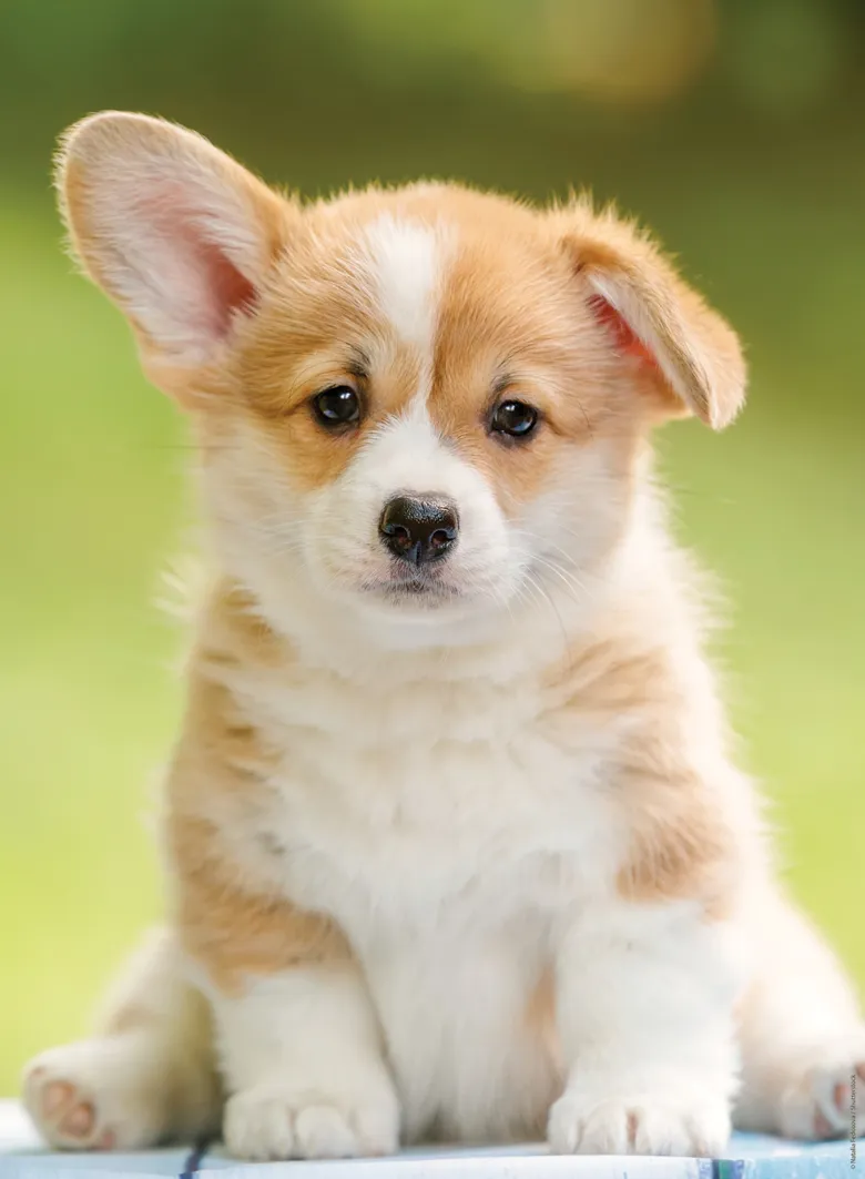 Niedlicher Corgi