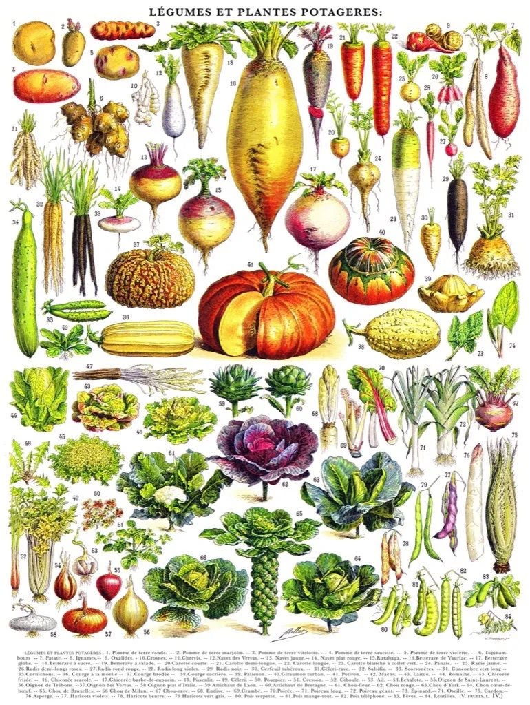 Vegetables - Légumes