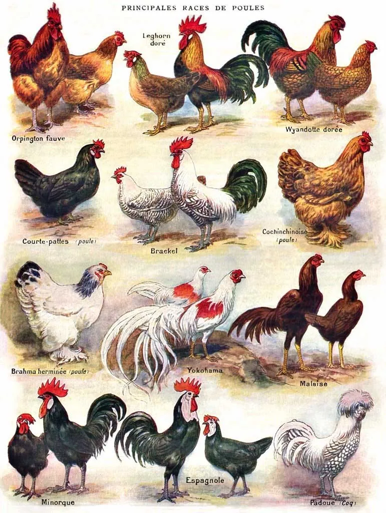 XXL Teile - Poules - Poultry