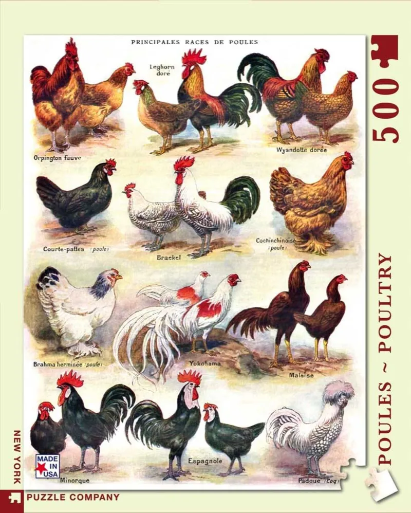 XXL Teile - Poules - Poultry