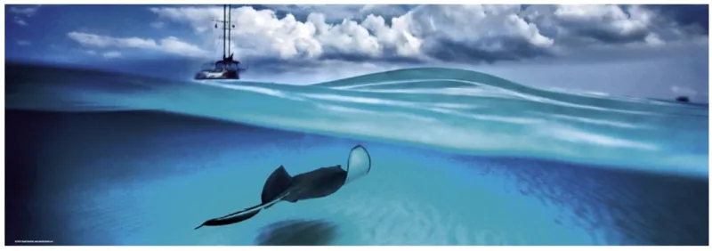 Puzzle 1000 Teile Panorama - Alexander von Humboldt: Stingray