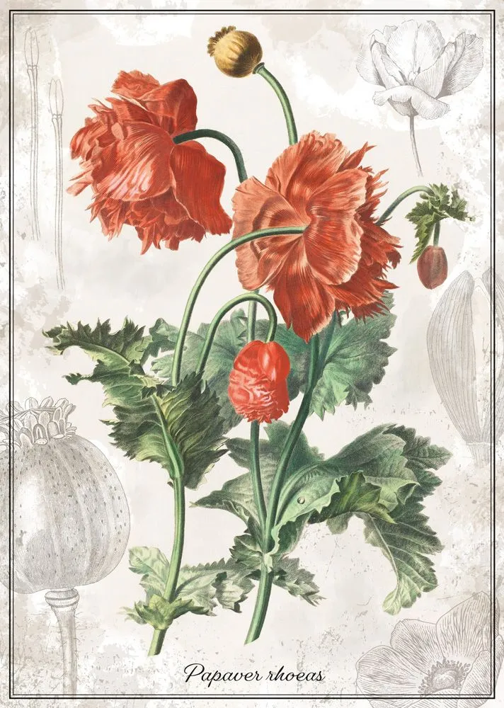Botanic Collection - Poppy