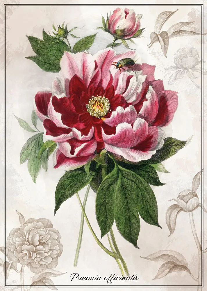 Botanic Collection - Peony