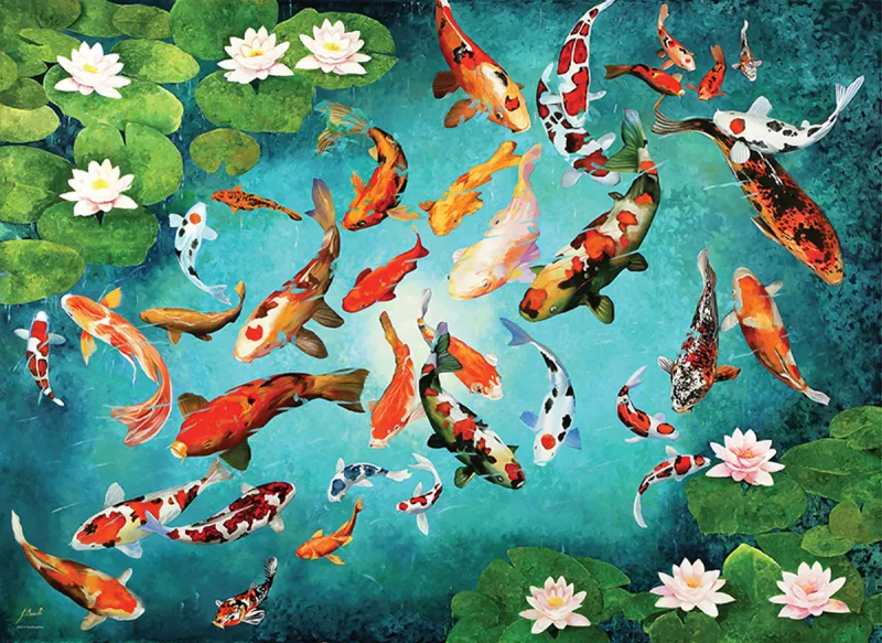 Colorful Koi