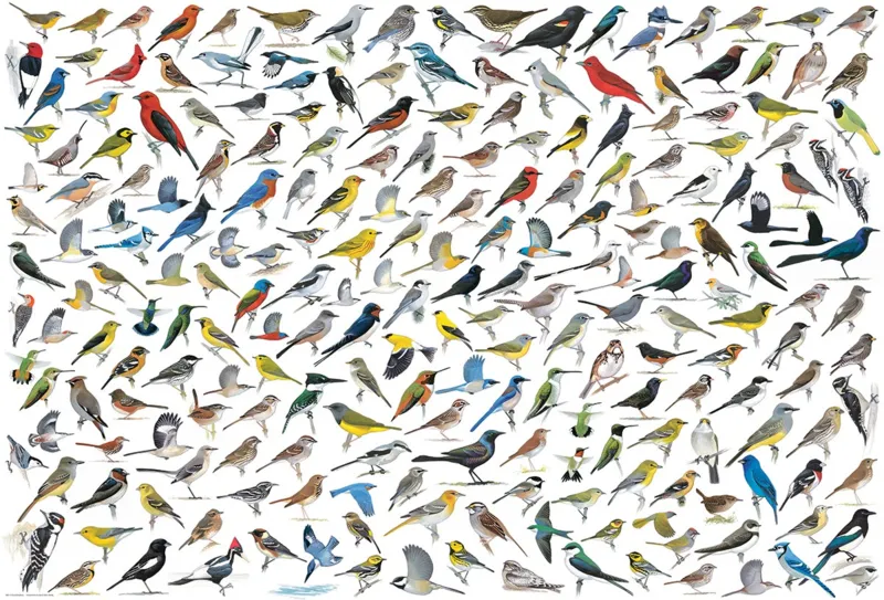 Die Welt der Vögel von David Sibley