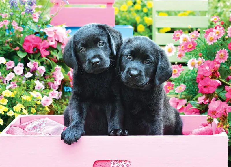 XXL Teile - Black Labs in Pink Box