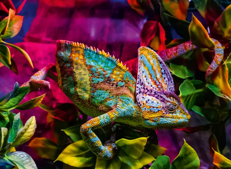 Chamäleon - Highlight Puzzle - Bunte Tiere