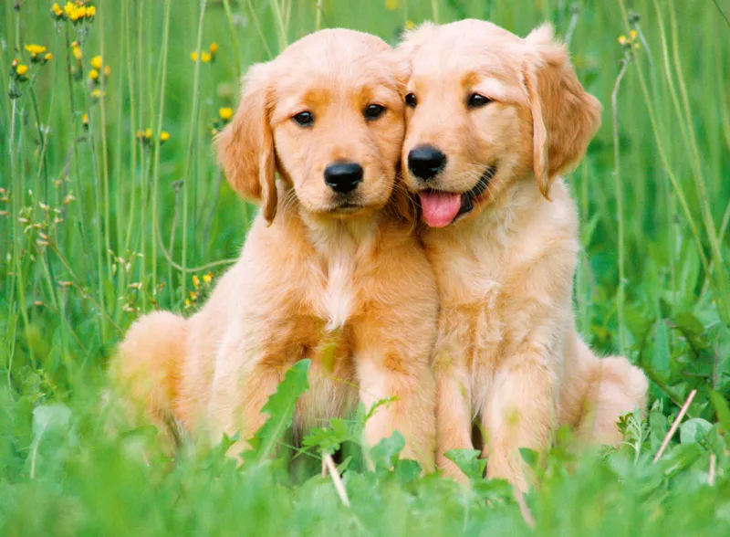 Golden Retriever Brüder