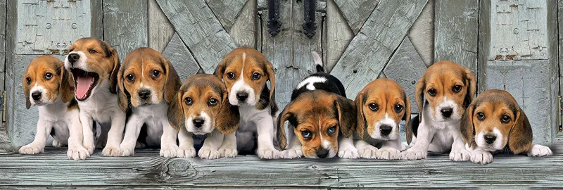 Beagles