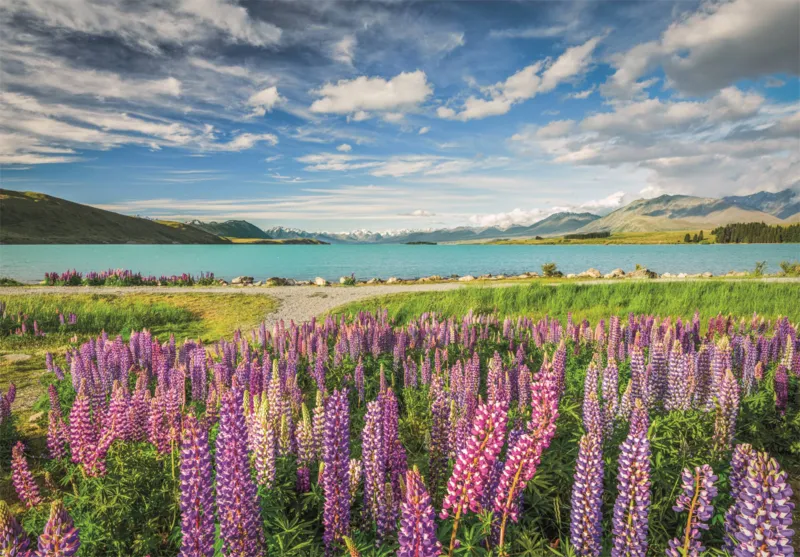 Lupine Am Lake Tekapo