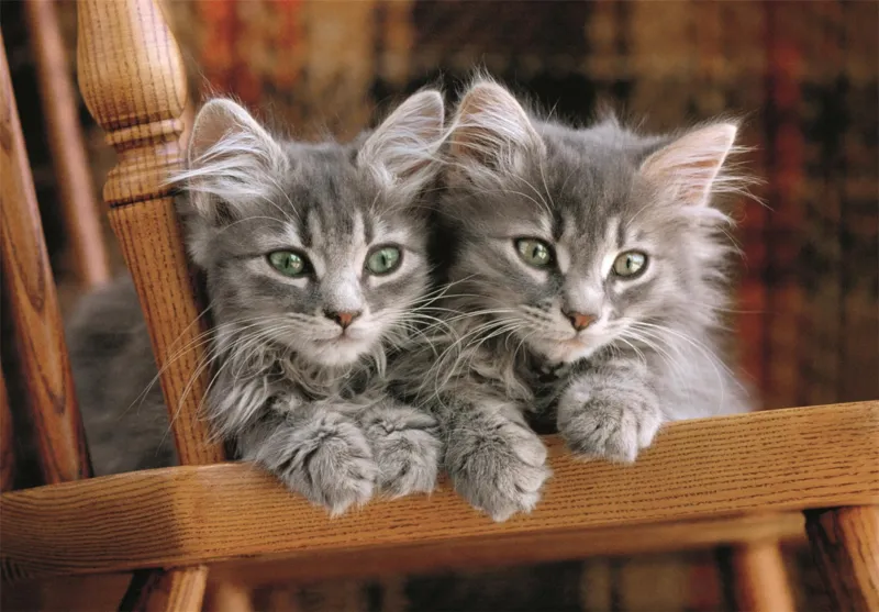Kittens