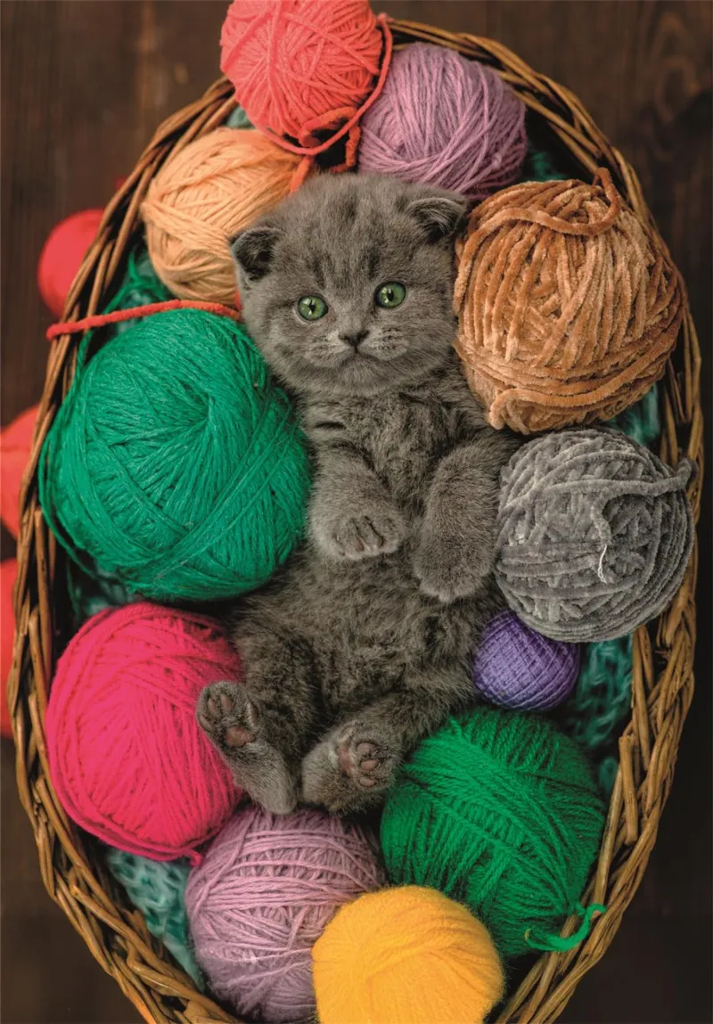 Fluffy Kitten