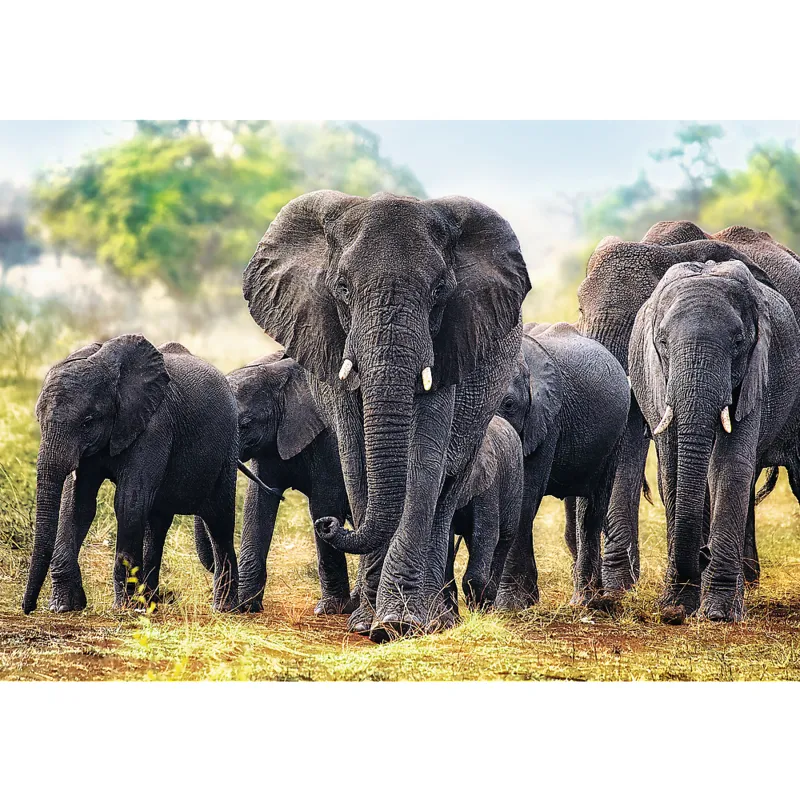 African Elephants