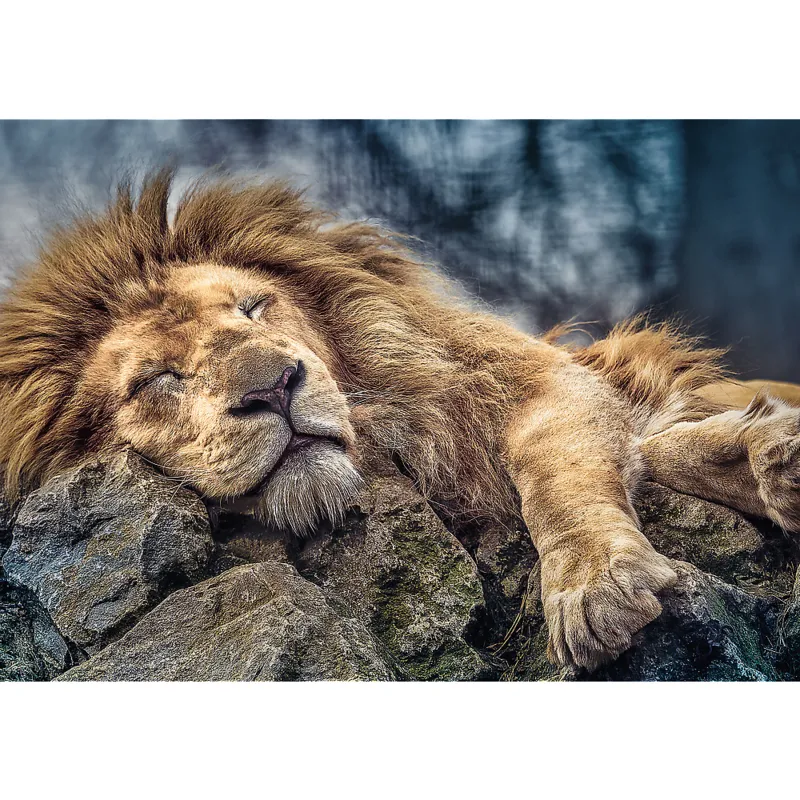 Sleeping Lion