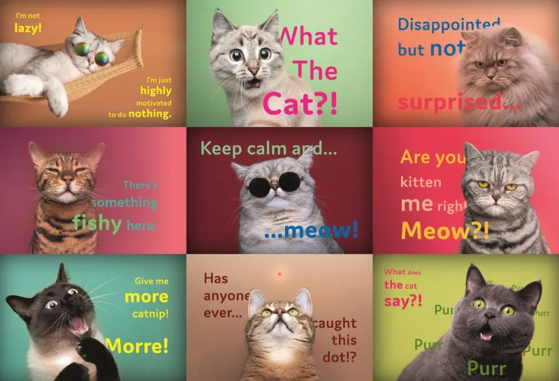 Lustige Katzen Gesichter