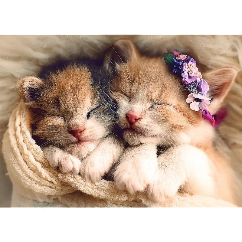Sleeping kittens