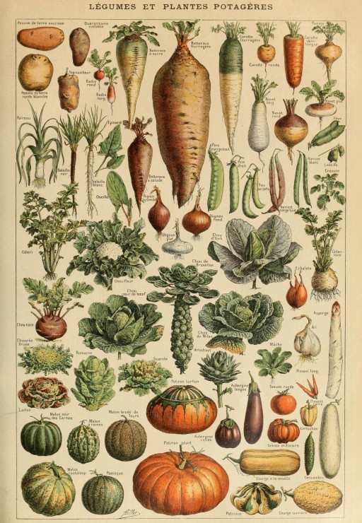 Abbildung aus dem Larousse pour Tous: Gemüse und Gemüsepflanzen, 19. Jahrhundert