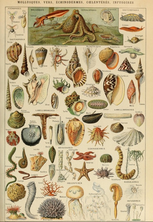 Abbildung aus dem Larousse pour Tous : Mollusken, 19. Jahrhundert
