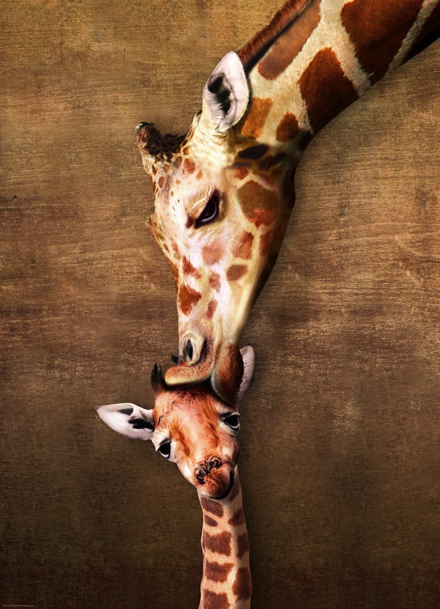 Mutter- und Babygiraffe