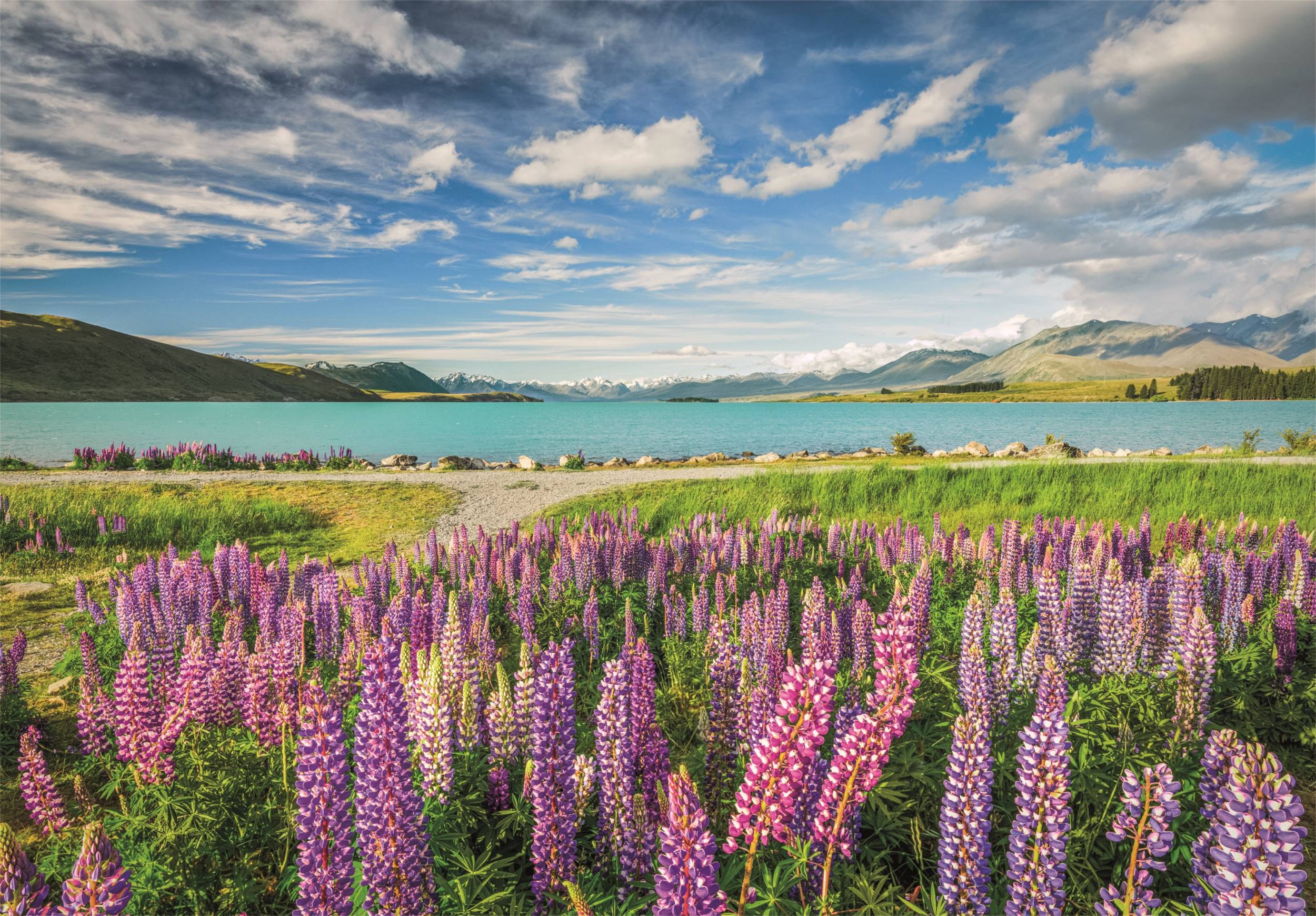 Lupine Am Lake Tekapo