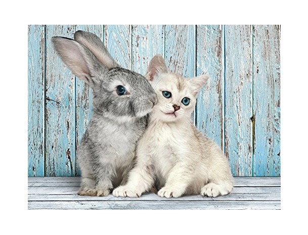 Cat and Bunny
