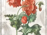 Botanic Collection - Poppy