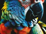 Colourful Nature - Parrot