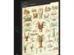 Illustration aus dem Larousse : Krebstiere