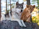 Der Wolf und der Löwe