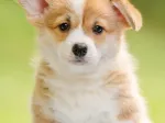 Niedlicher Corgi