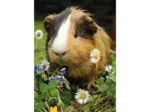 2 Puzzles - Bunny And Guinea Pig
