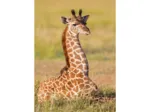 Mini-puzzle Girafe
